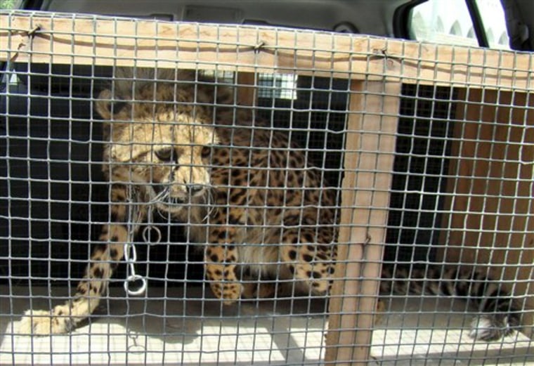 Animal control authorities were able to catch an escaped cheetah, which was later handed over to a wildlife conservation center.